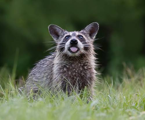 Енот-полоскун -Raccoon