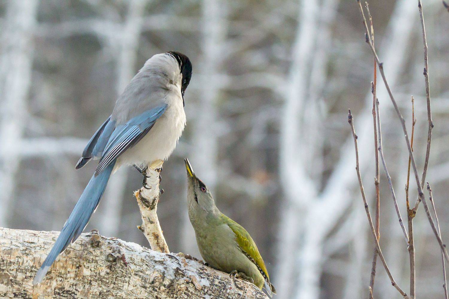 голубая сорока, седой дятел, сюжет, Коледова Ирина