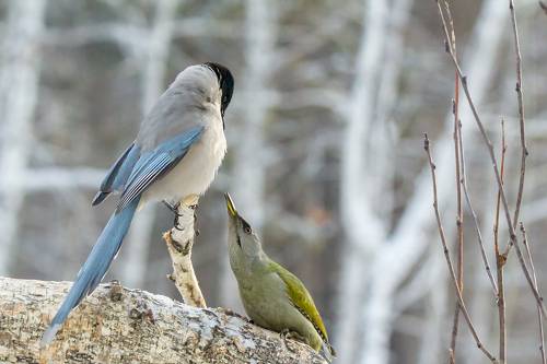 Чего изволите сударыня?