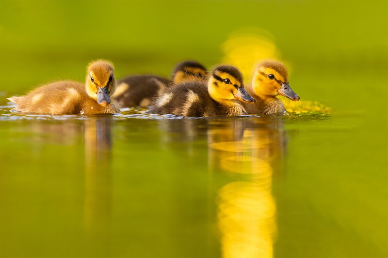Ducklings фото превью
