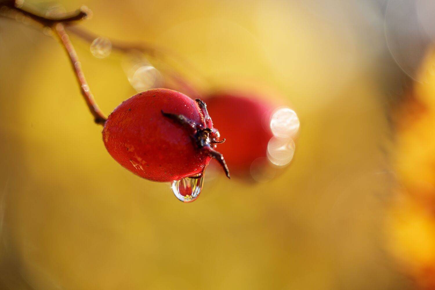 , Зеленько Дмитрий