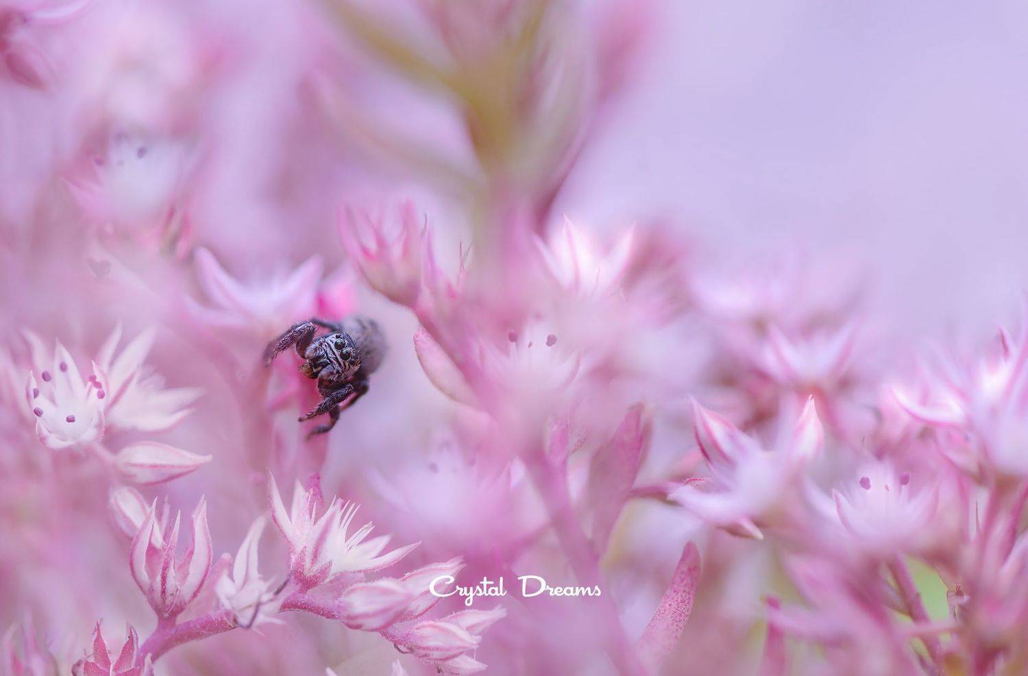 #crystal_dreams #art #macro #nikon #nature #pink, Татьяна Крылова