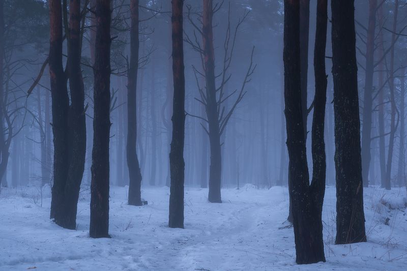 Декабрьским утром в лесу фото превью