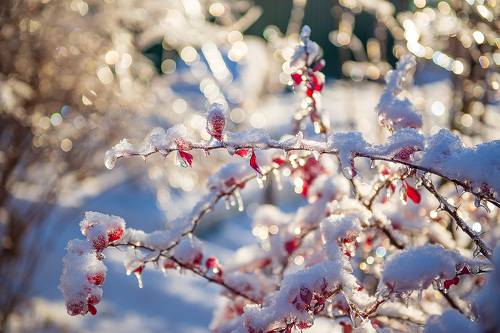 Природа в хрустале (часть 1)