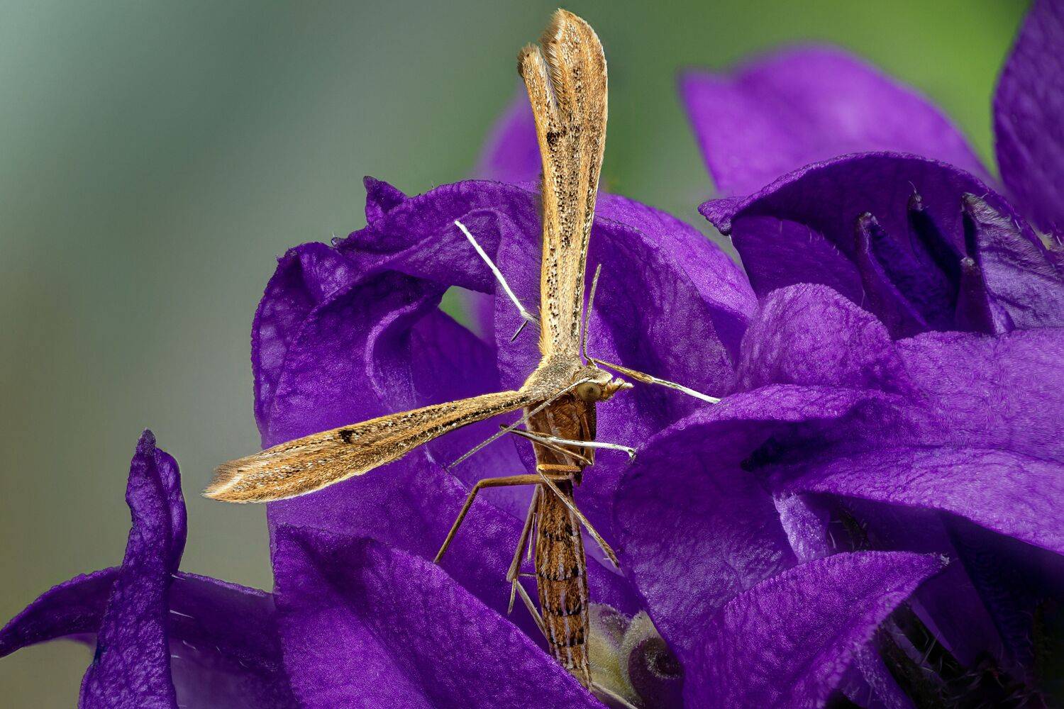 , Антон Финевич