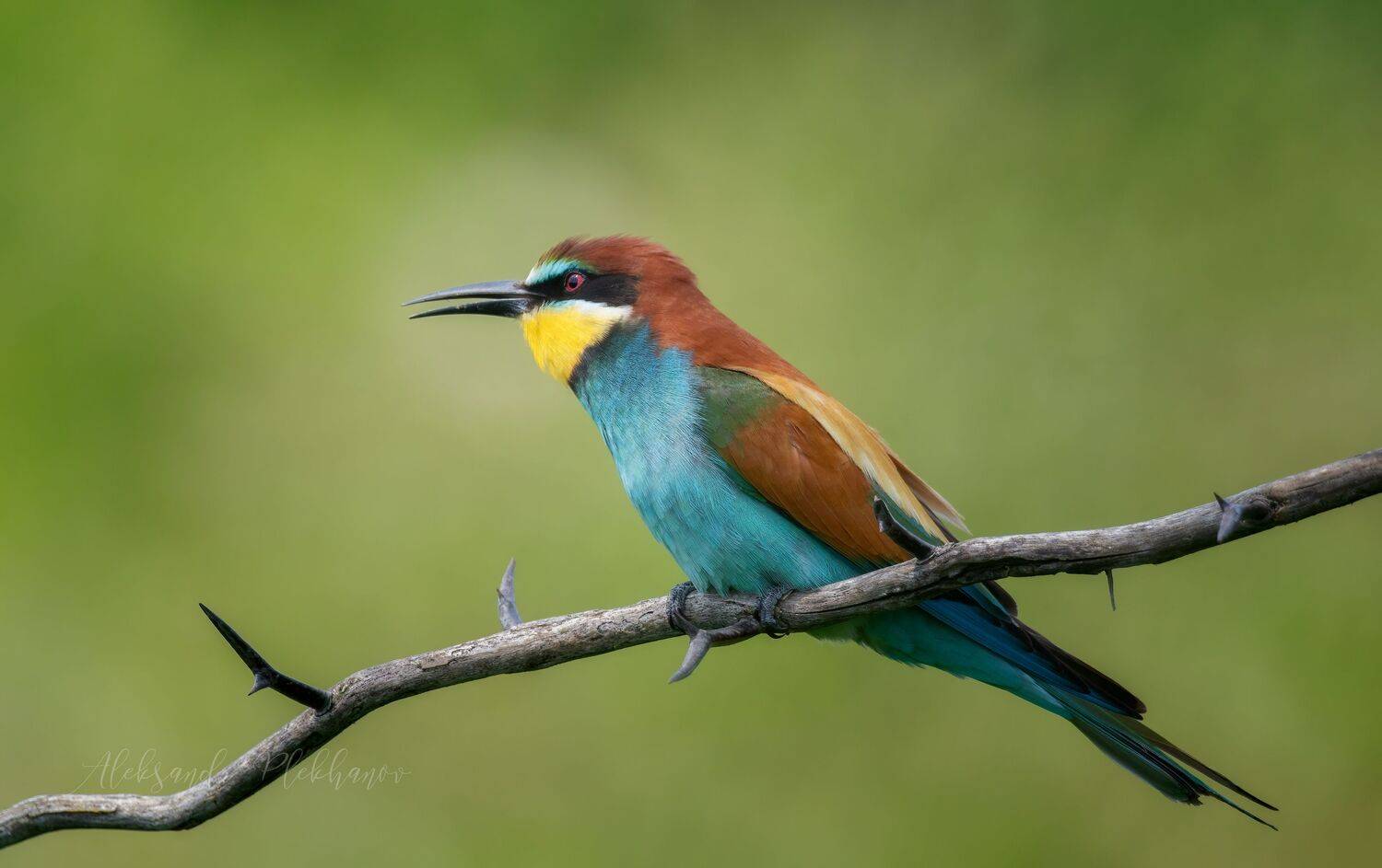 wildlife, Александр Плеханов