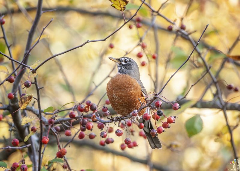 American Robin фото превью