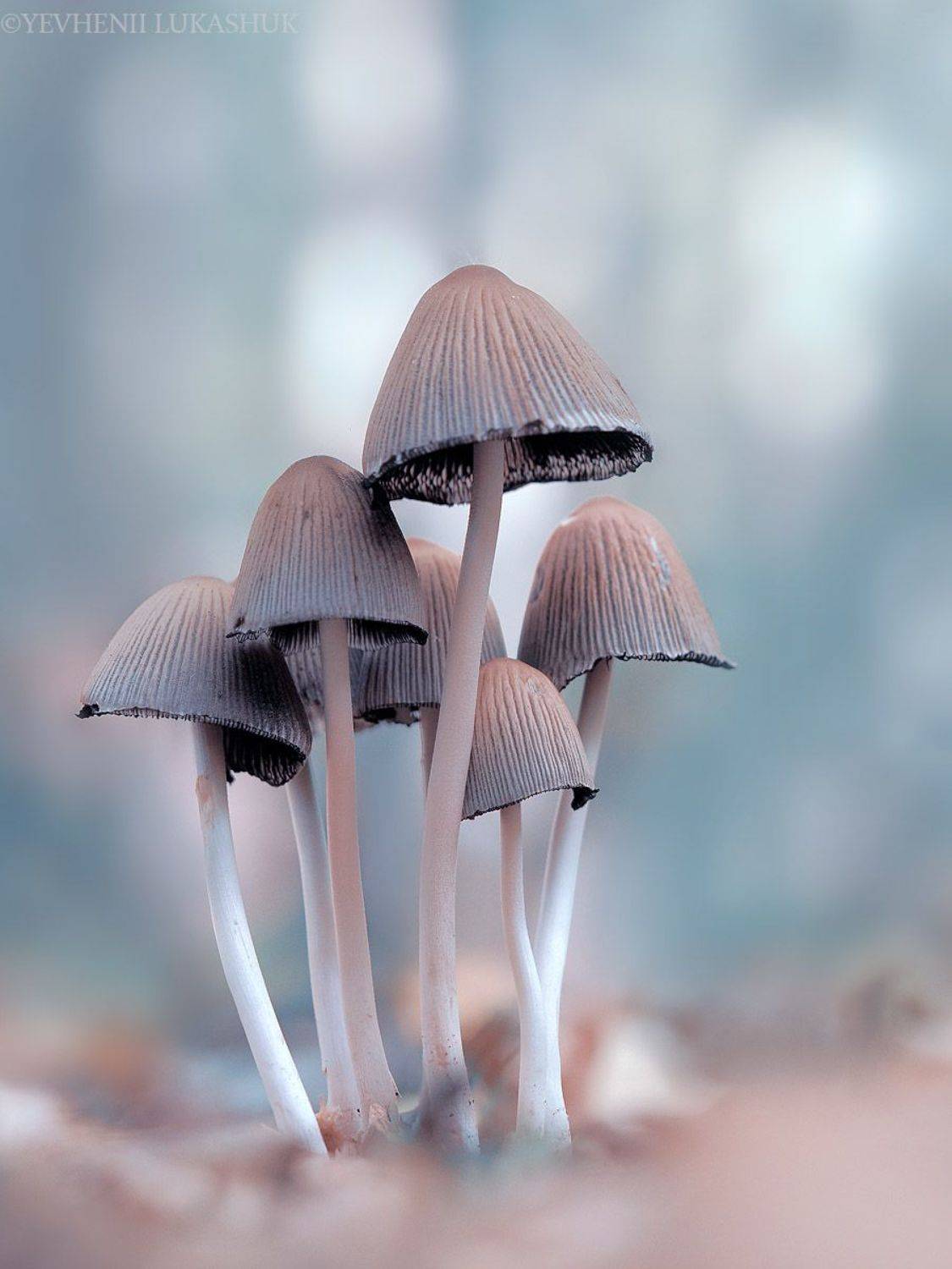 , Лукашук Евгений