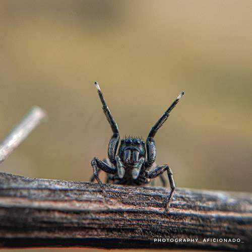 Macro view of a small spider. Mobile photography