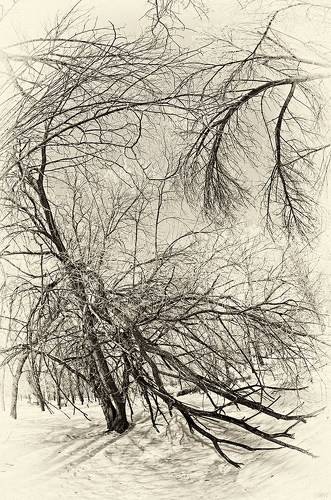 Winter Impression