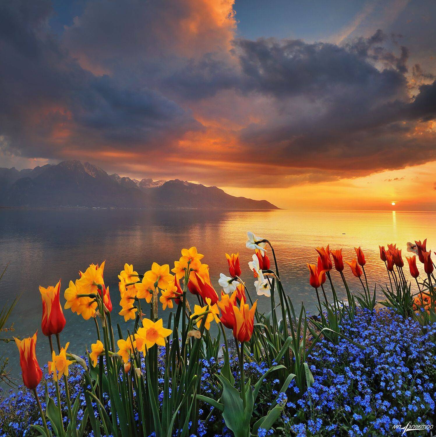 swiss, Матвеев Николай