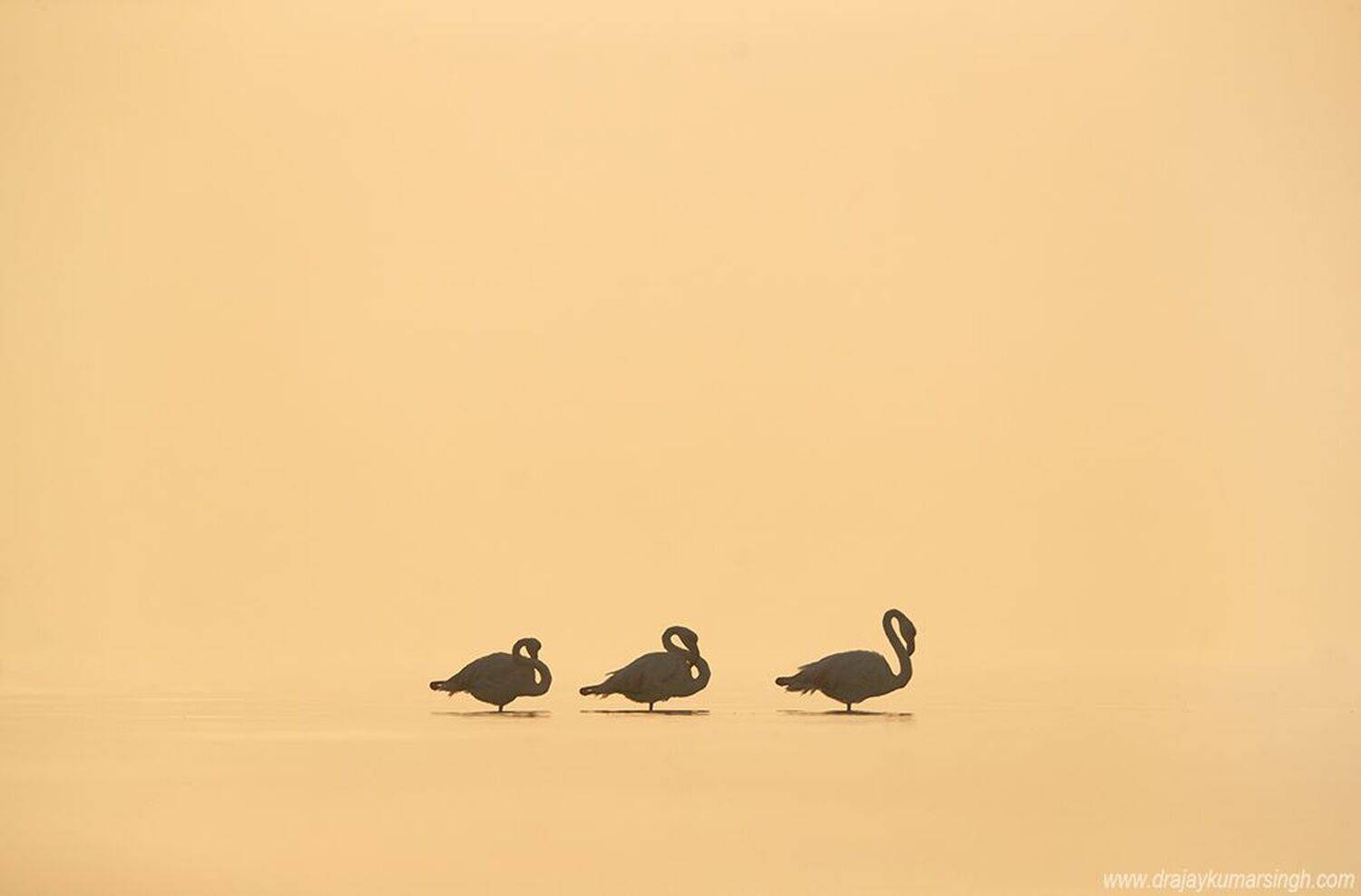 Greater Flamingos, Dr Ajay Kumar Singh