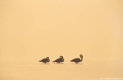 Greater Flamingos