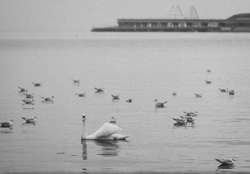 В дождливый час у грани моря.