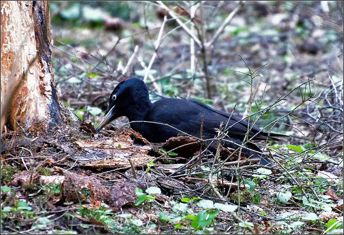 москва, парк, желна, АНАТОЛИЙ ДОВЫДЕНКО