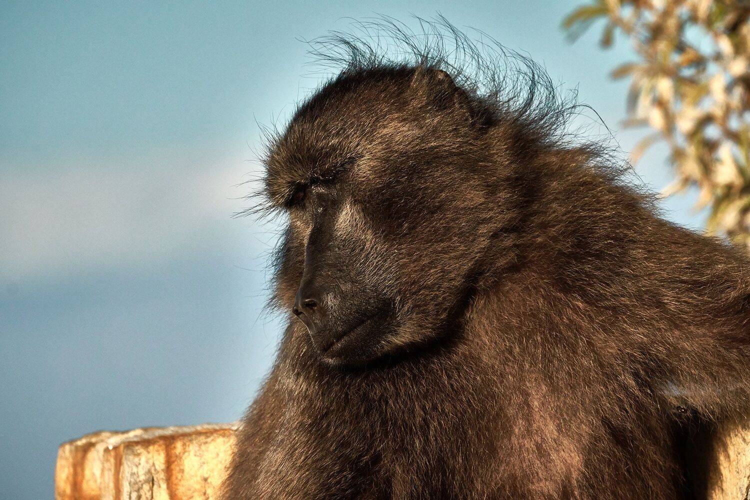 животные, обезьяна, примат, бабуин, юар, африка,, PAVEL PEREPECHAEV