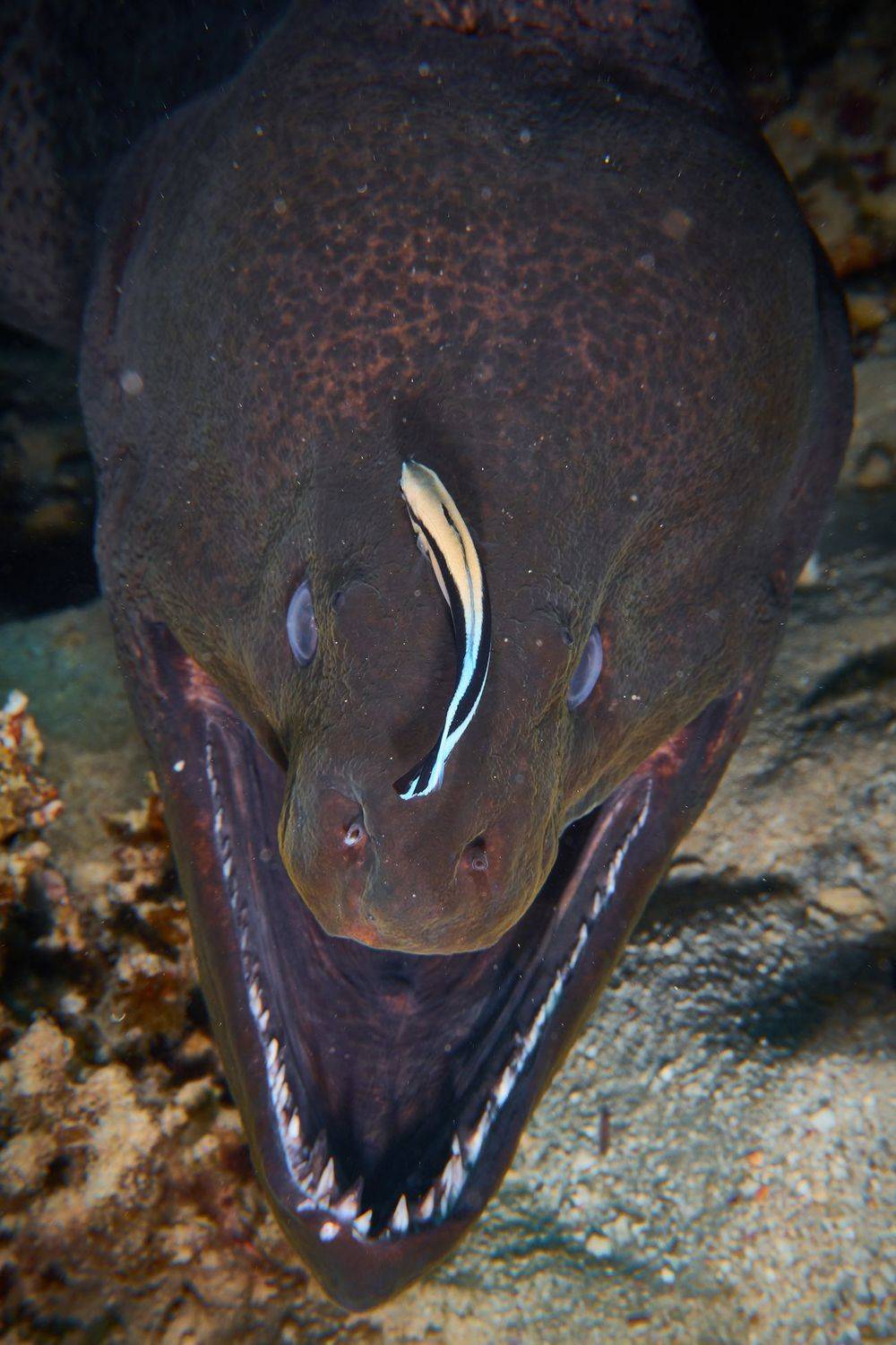 подводная фотосъемка, коралловый риф, рыбы, тропические рыбы, дайвинг, море, мурена, PAVEL PEREPECHAEV