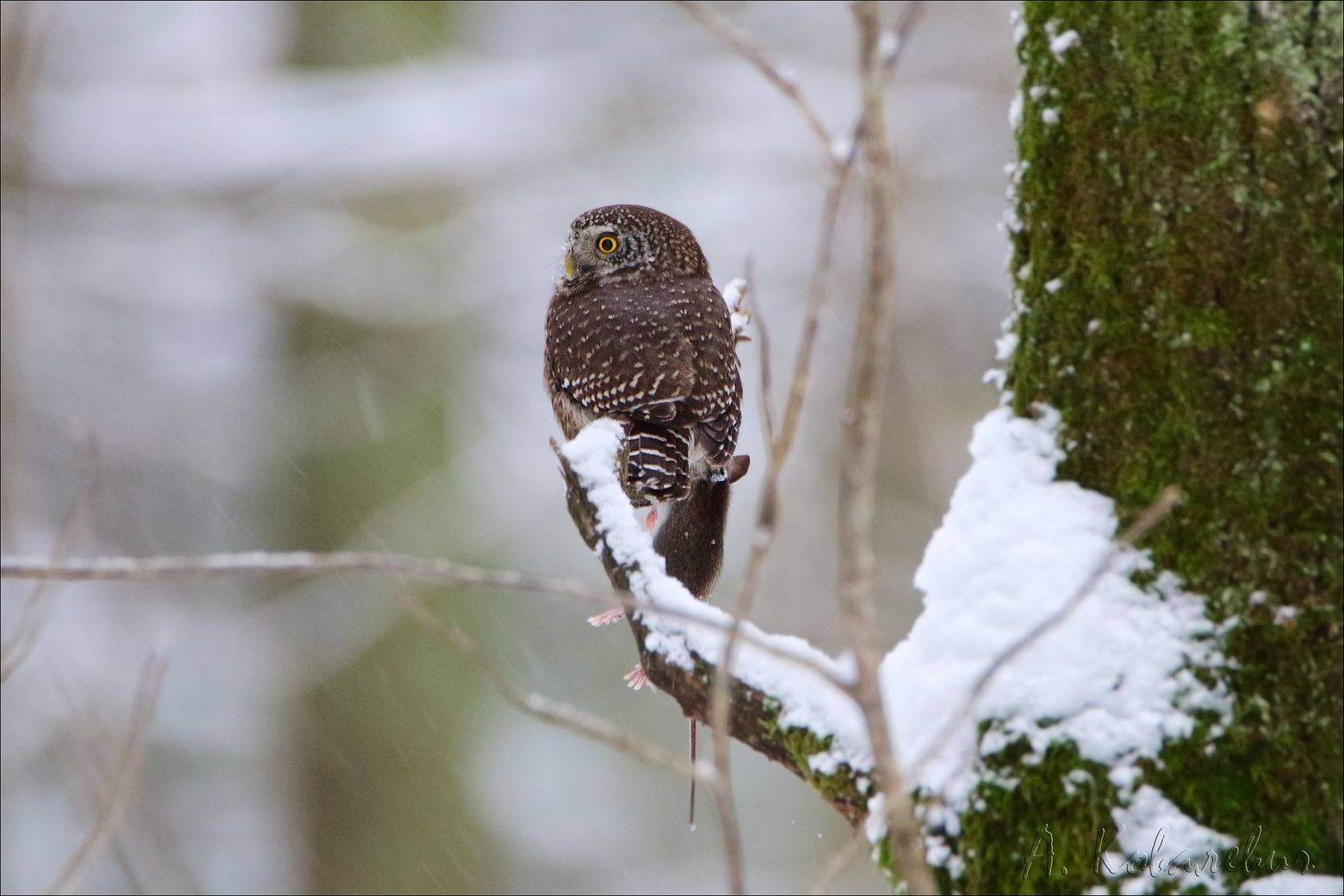 Воробьиный сычик, Ковалевич А.