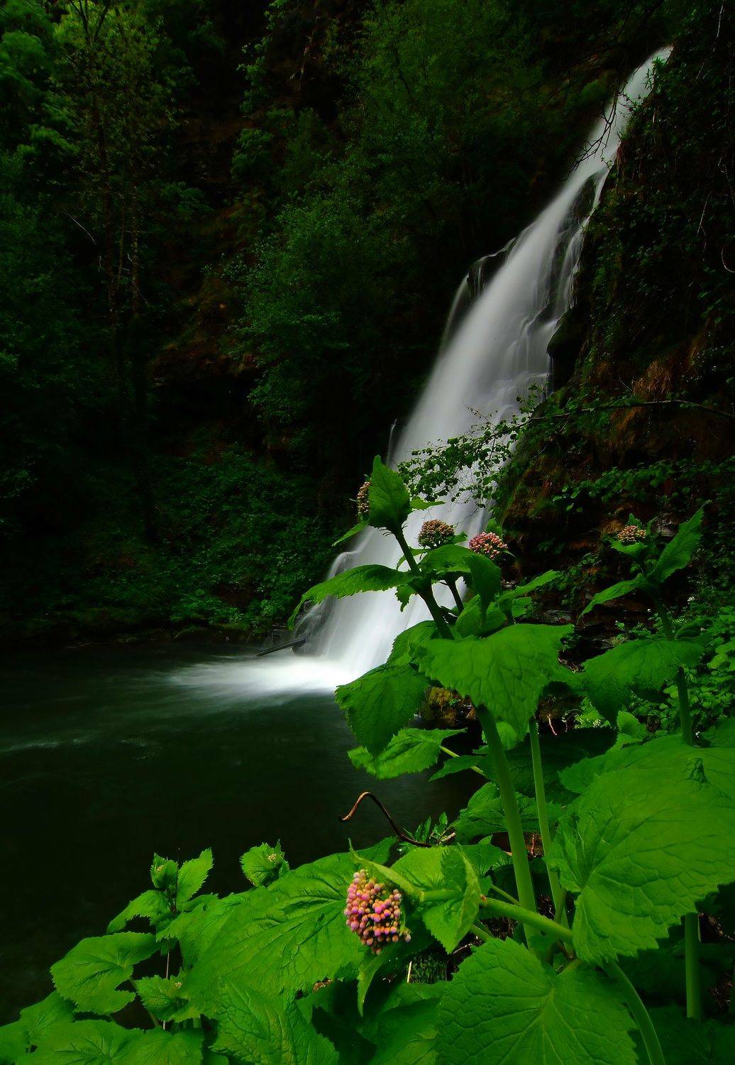 cascadas agua primavera agua flores naturaleza  Galicia-Espa&ntilde;a, Blanco Emilio