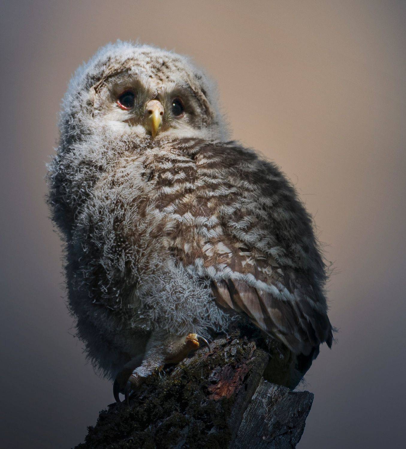 птицы России, птицы Москвы, фотоохота, наблюдение за птицами, птица, птицы, орнитология, nikon, birding, birdwatching, bird freak,  Александр