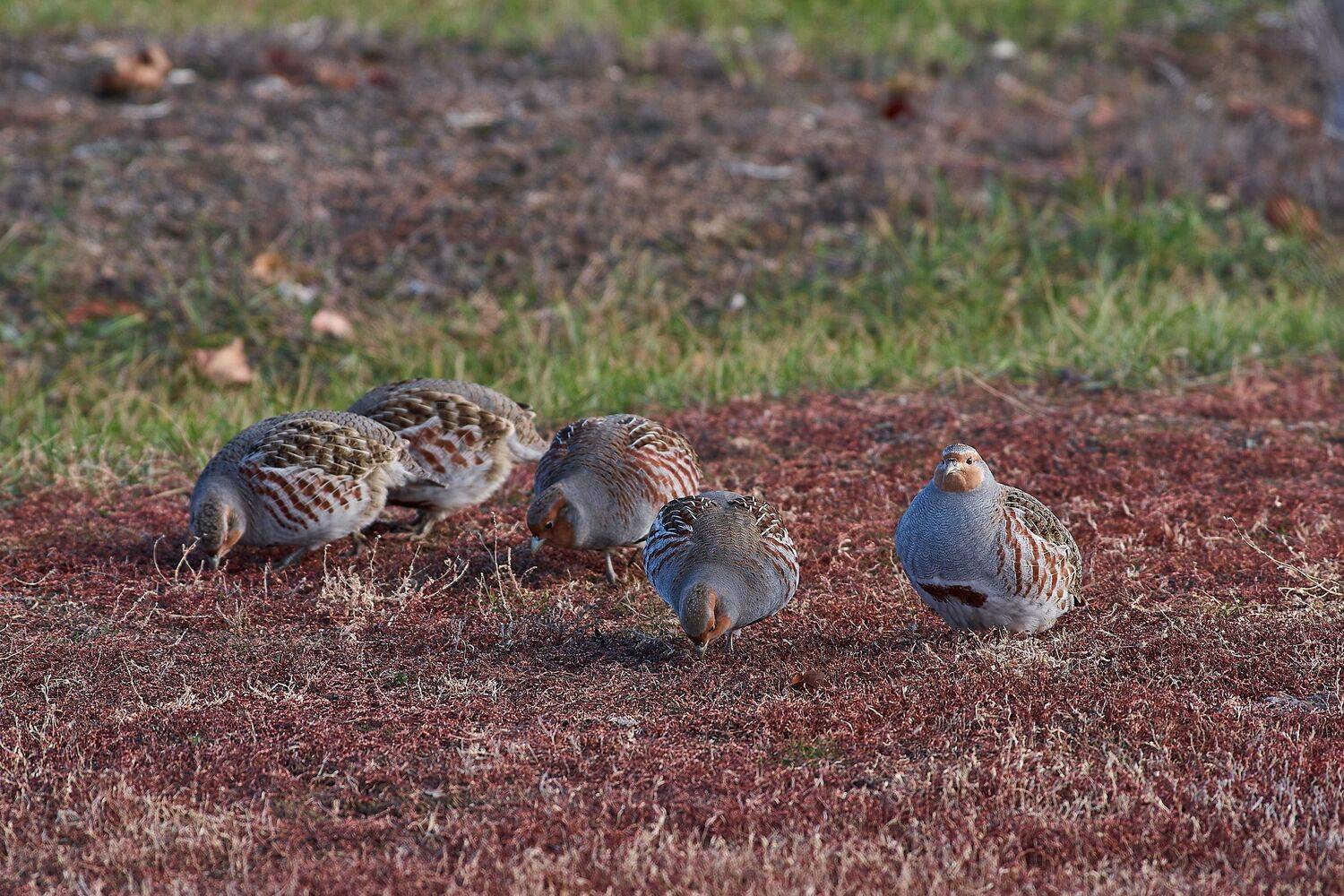 perdix, perdix perdix, volgograd, russia, wildlife, bird, birds, birdswatching, , Сторчилов Павел