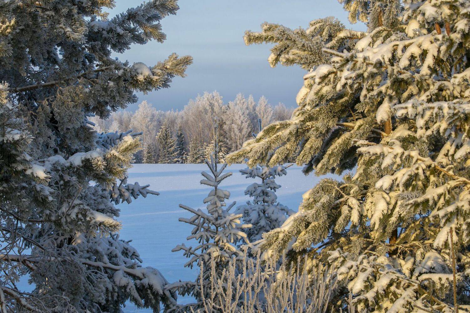 , Галина Луценко