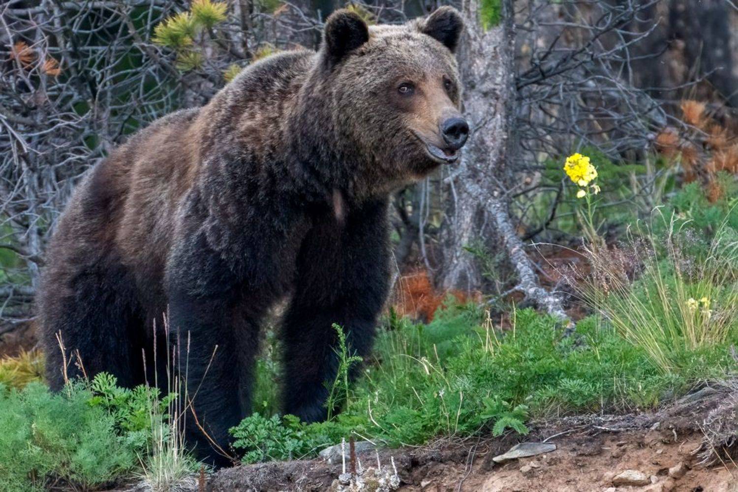 , Гордонов Юрий