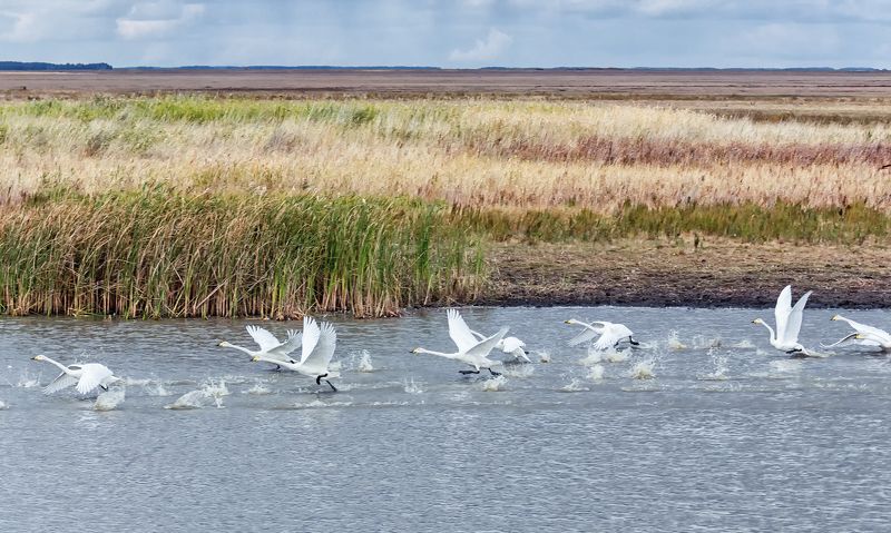 птица, лебедь кликун, взлёт, озеро, осень, на взлёт.. фото превью
