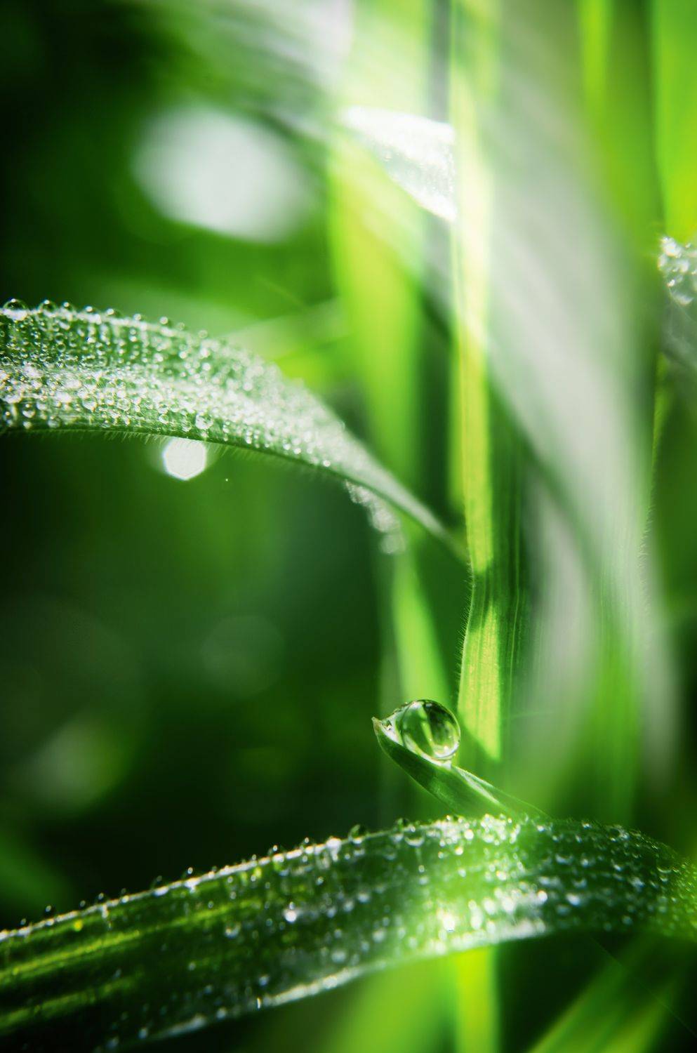 Трава, роса, капля, вода, зеленый, растение, весна, зелень, Shadow Anna