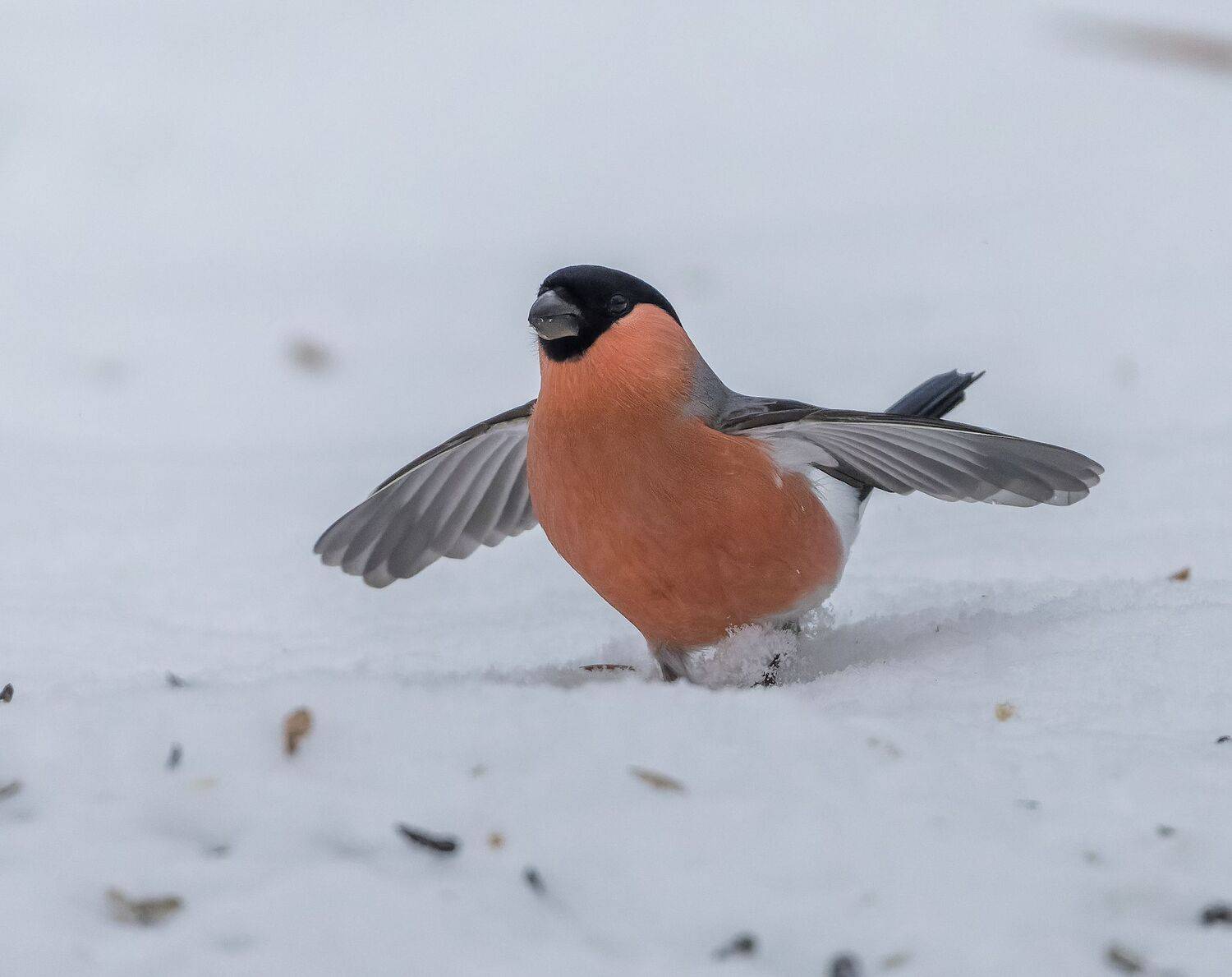 , Дэм Константин