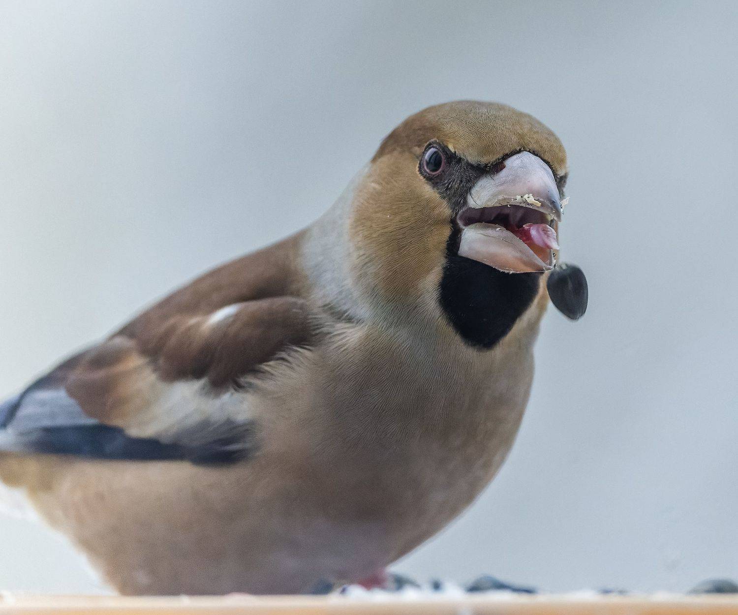 , Дэм Константин