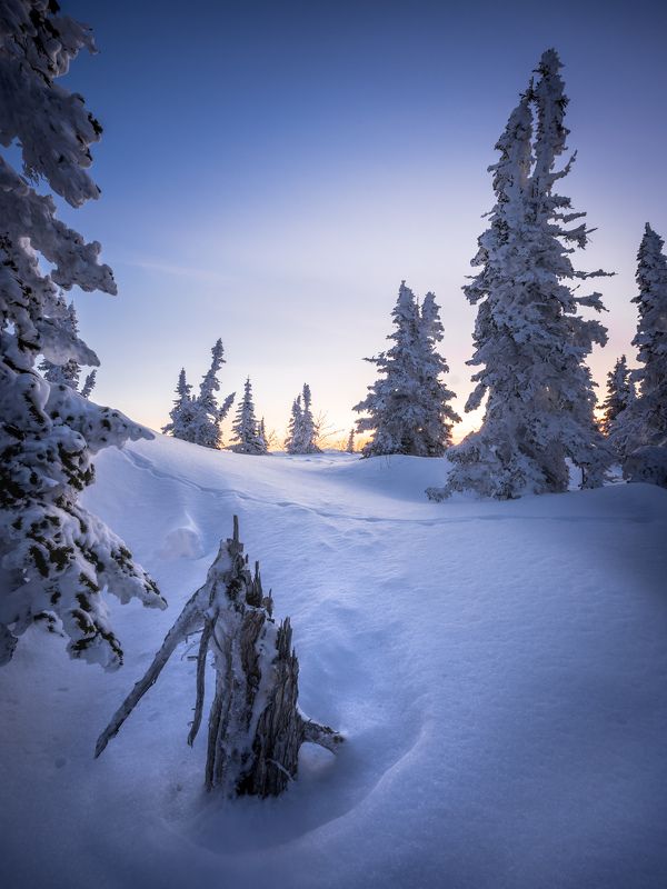 Причудливые ели…  Weird firs... фото превью