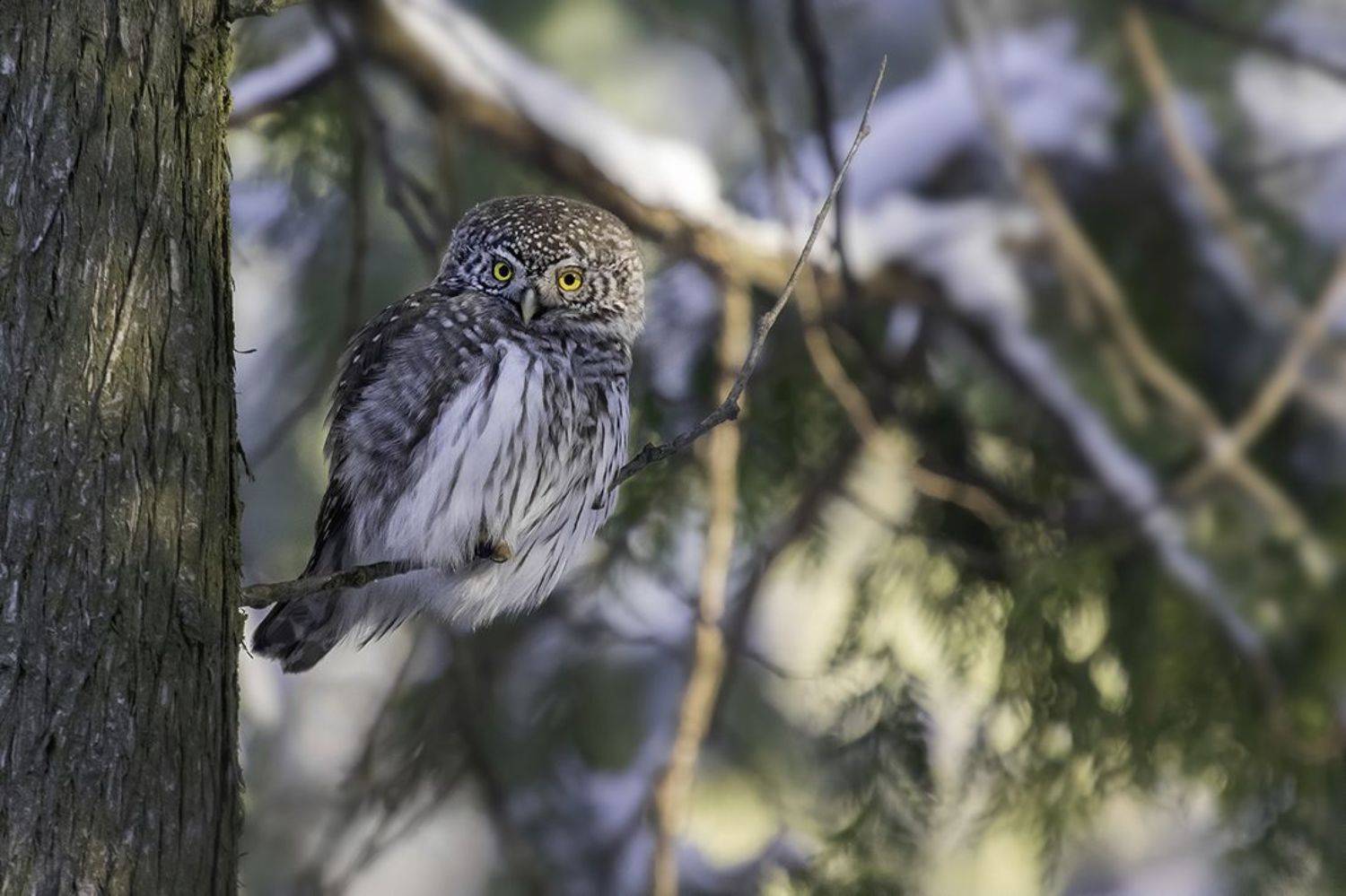 птица, сыч, лес, зима, Наталия Сытина