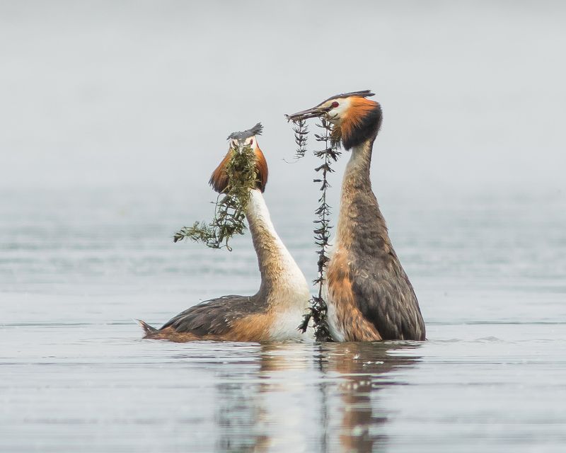 чомги Чомги фото превью