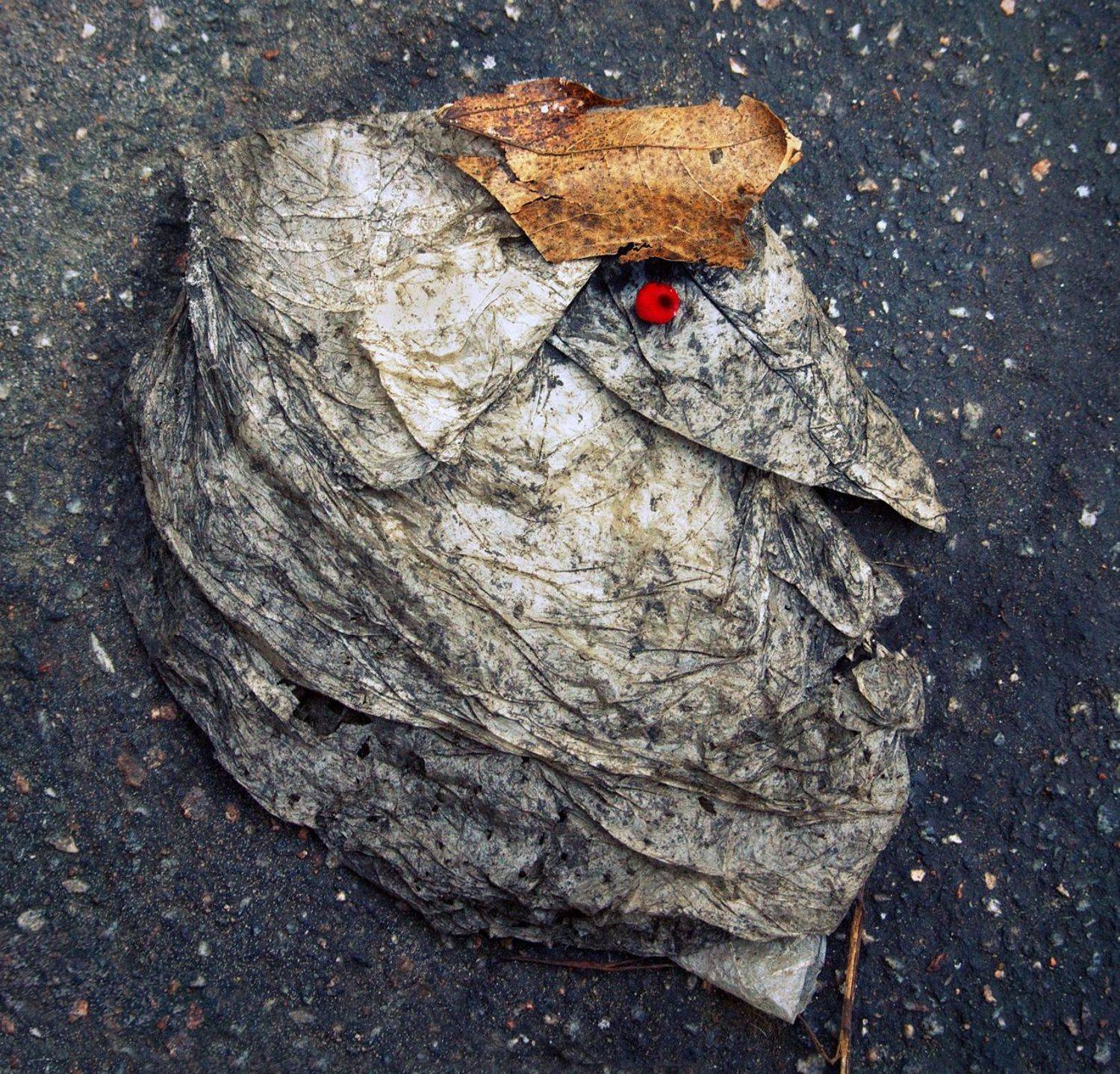 pareidolia, Илья Илья