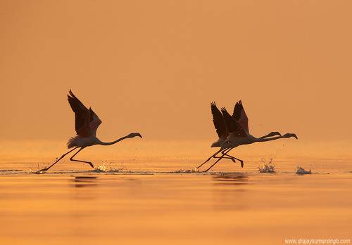 Greater Flamingos 