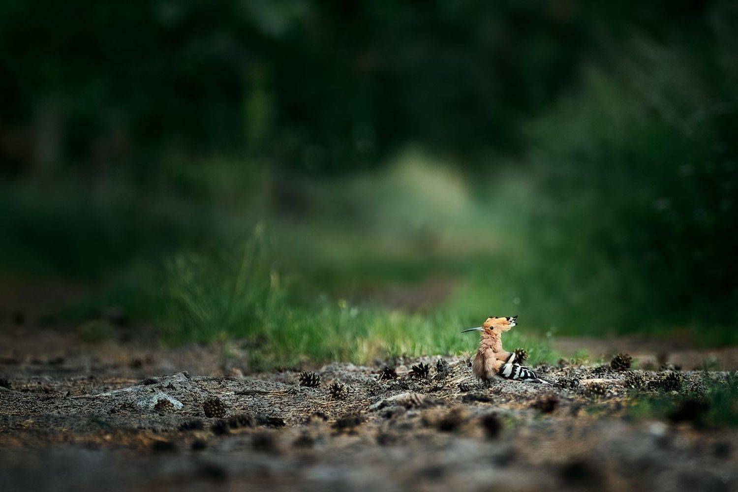 hoopoe, widlife, bird, forest, Wojciech Grzanka