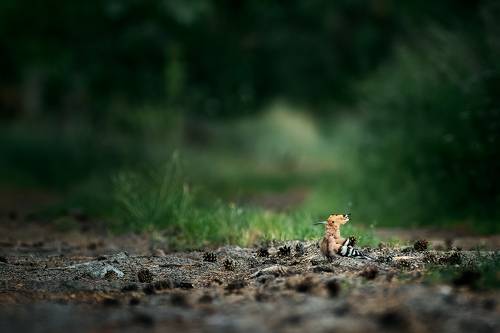 Eurasian hoopoe