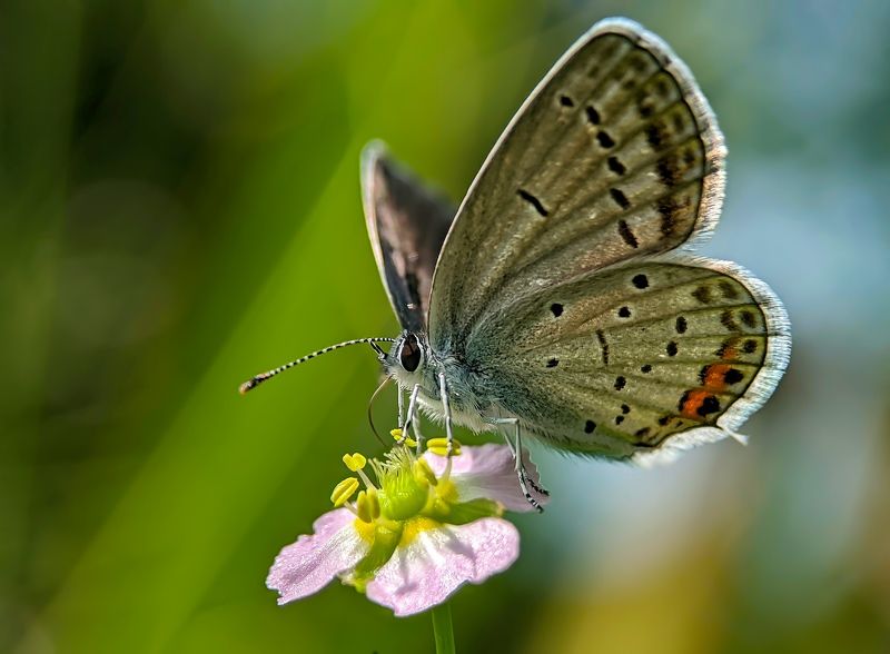 Butterfly фото превью