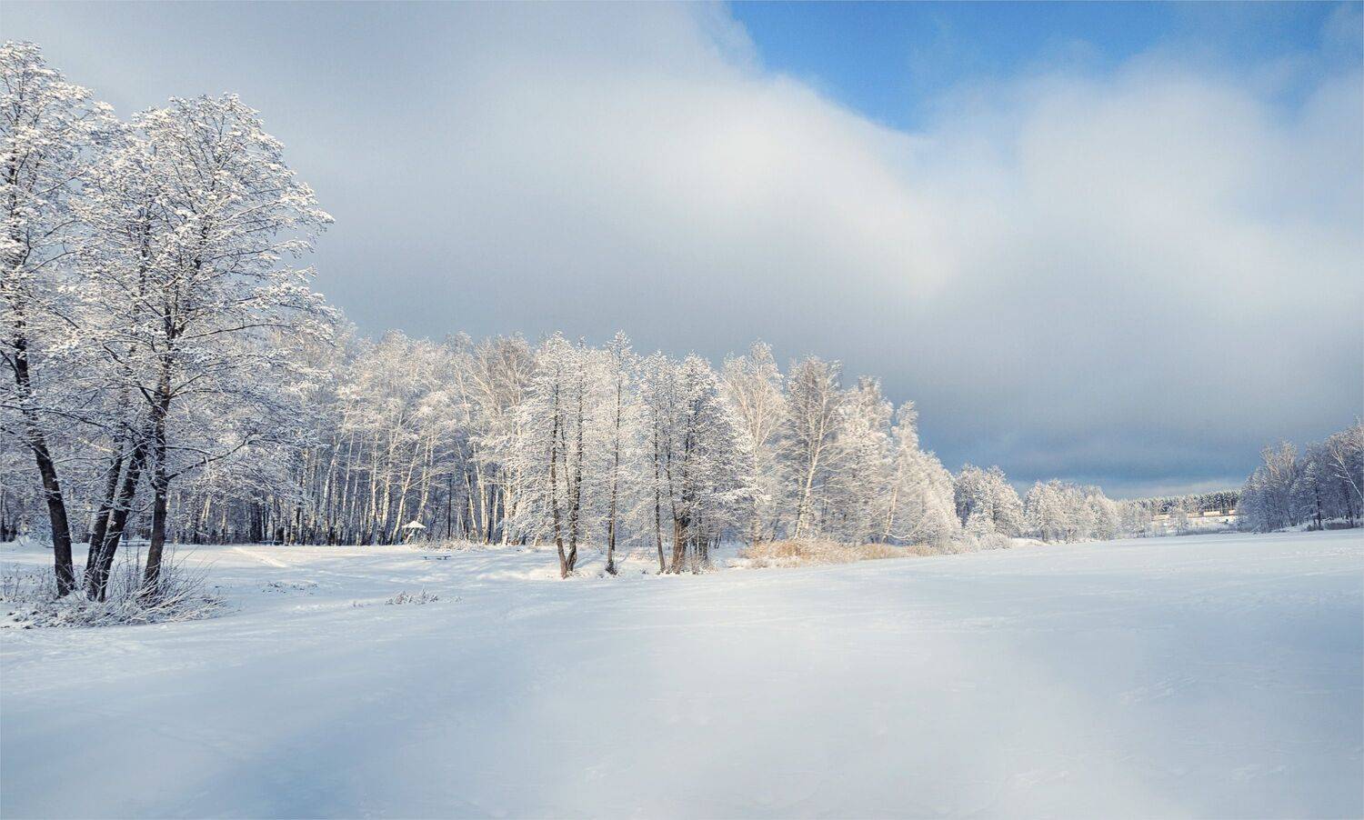 деревья иней снег тени, Вера Петри