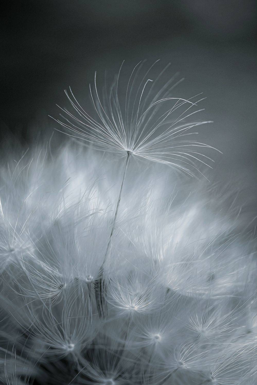 одуванчик природа макро полёт боке, Еремеев Дмитрий