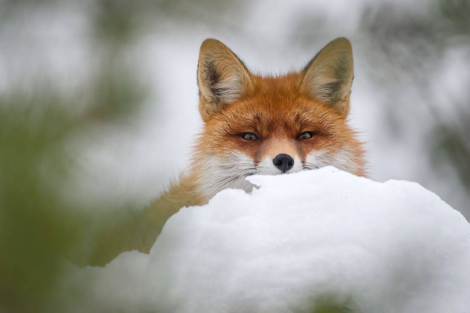 , Калинин Михаил