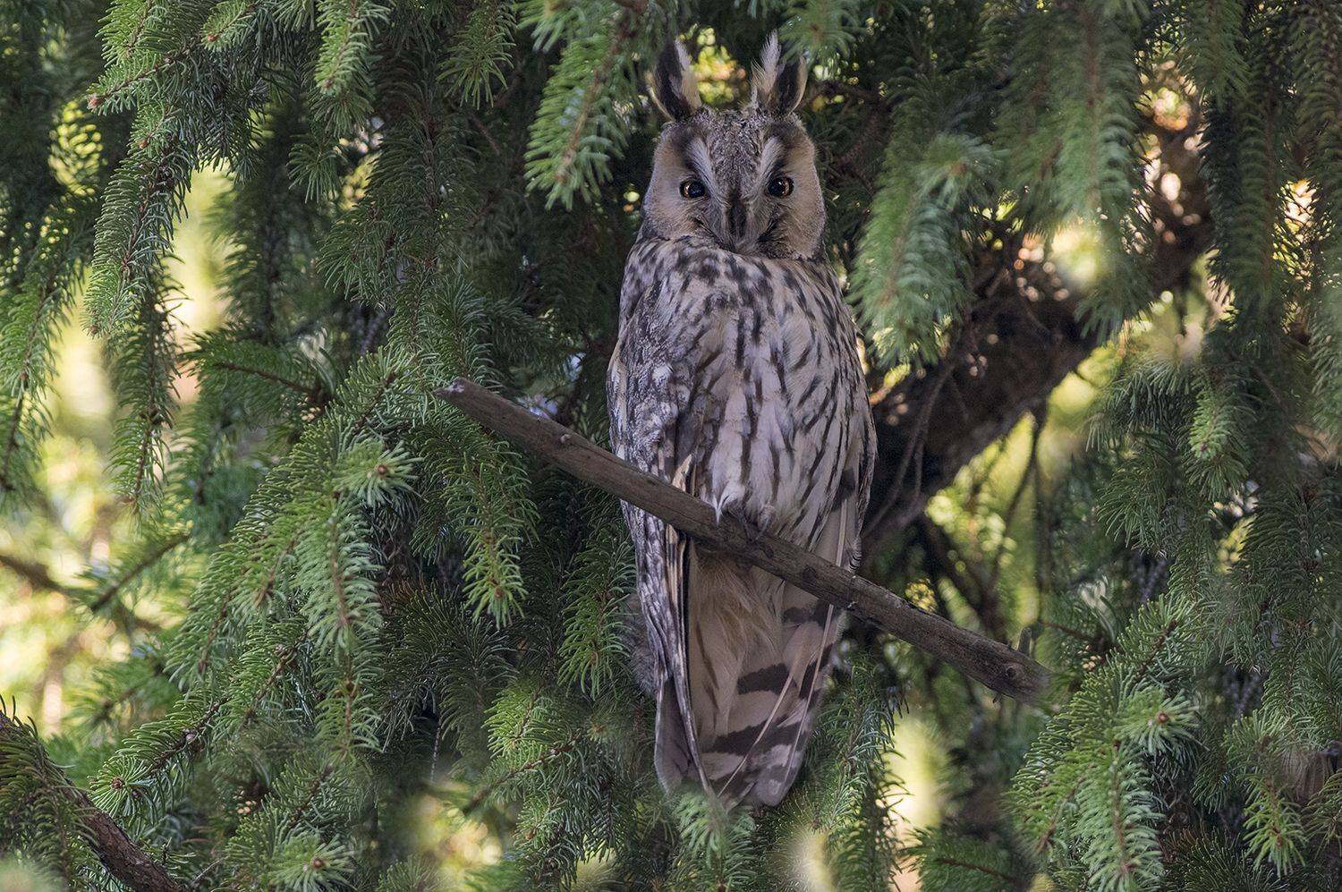, Евгени Стефанов