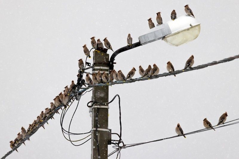 Свиристели, стая, зима, фонарный столб Понаехали тут! фото превью