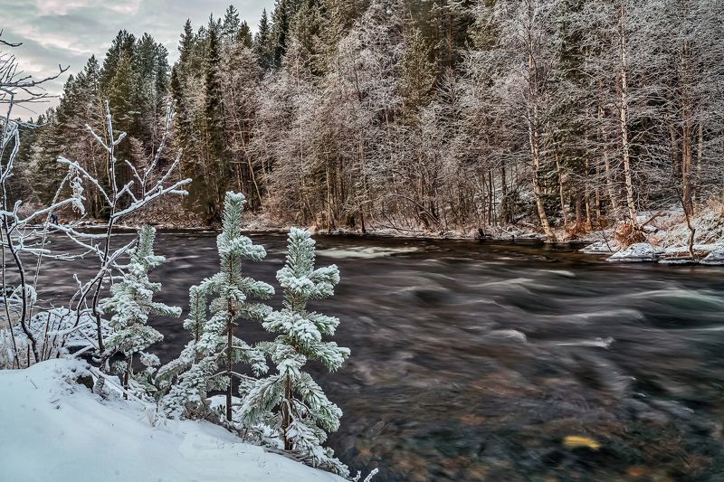 У реки Пила, молодые сосёнки росли. фото превью