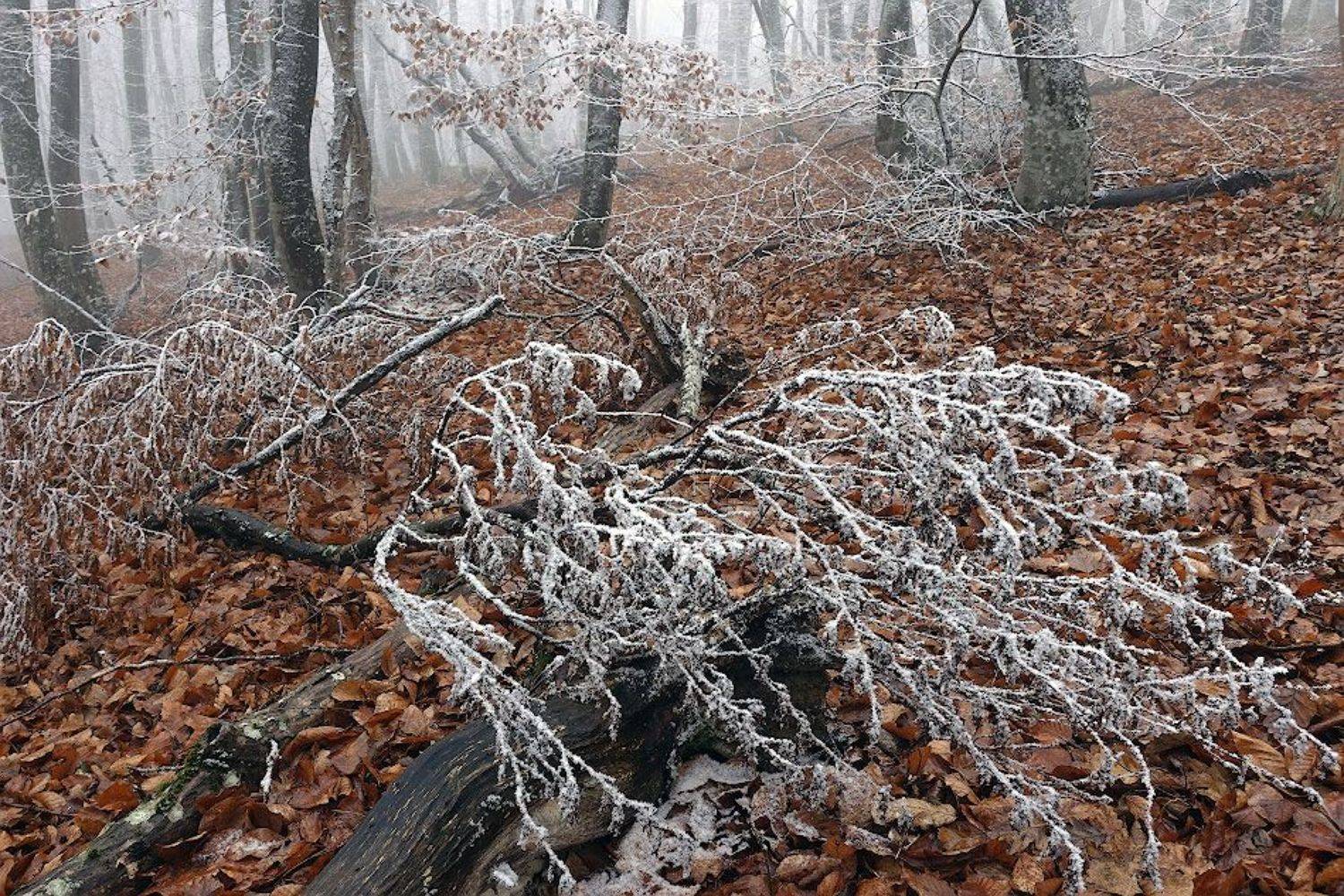 , Андрей Гусаченко