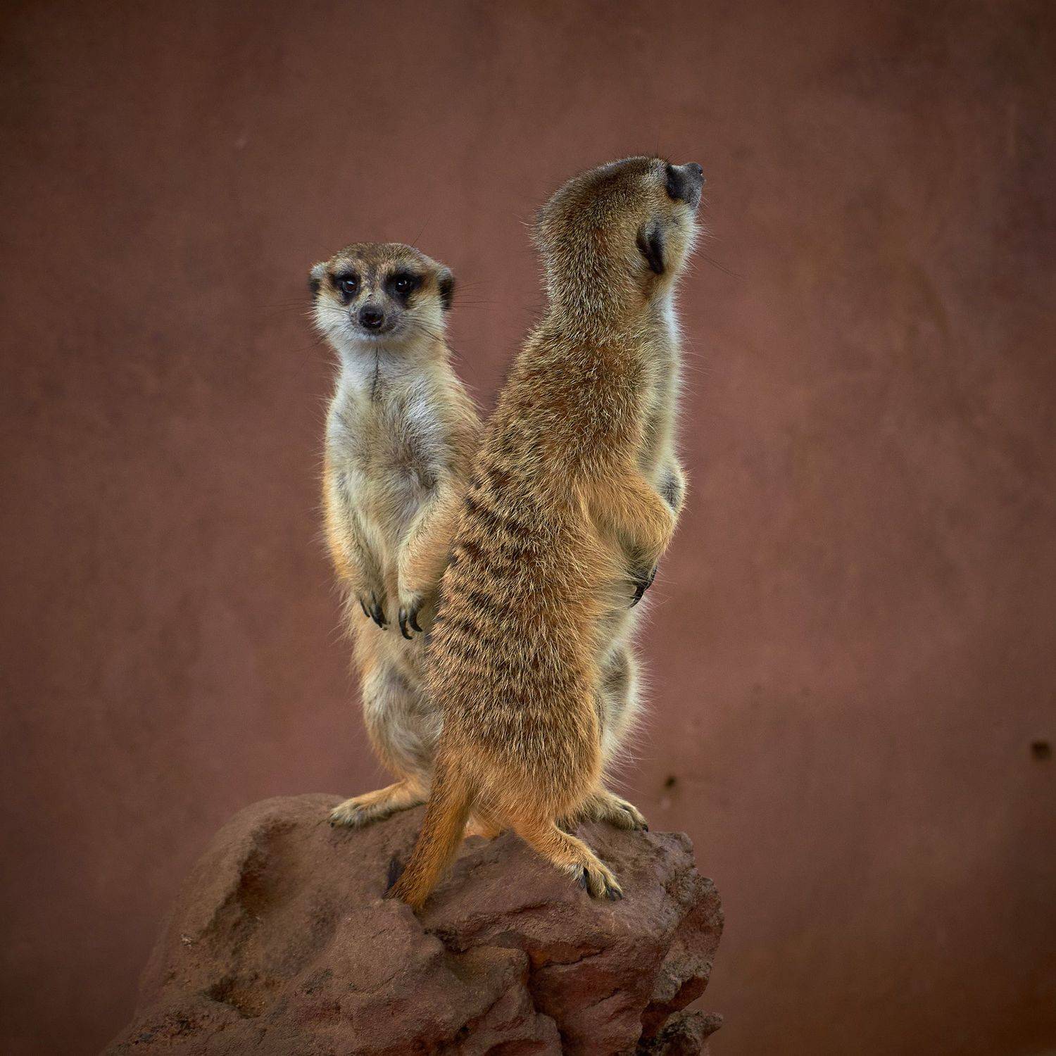 , Вячеслав Владимирович