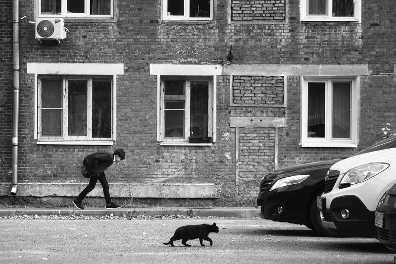 кошка   фото превью