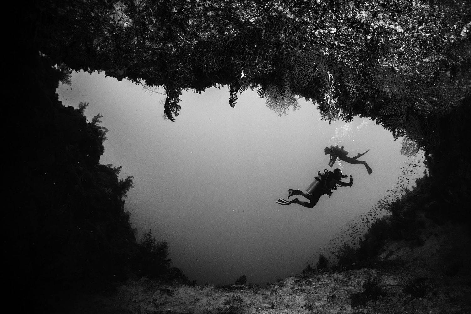 подводная фотосъемка, коралловый риф, рыбы, тропические рыбки, дайвинг, море, PAVEL PEREPECHAEV