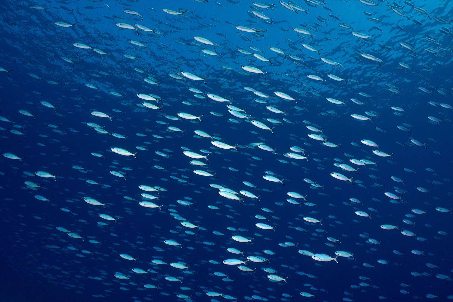 подводная фотосъемка, коралловый риф, рыбы, тропические рыбки, дайвинг, море, PAVEL PEREPECHAEV